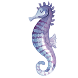 Seahorse